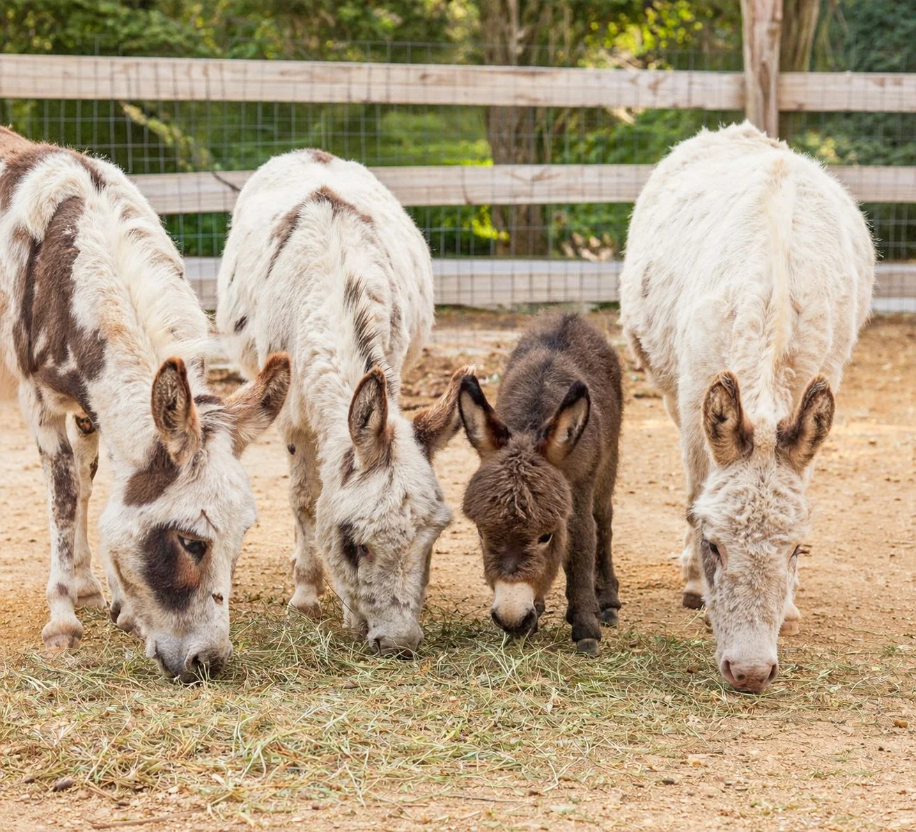 Day Trip: A Taste of The Farm Life