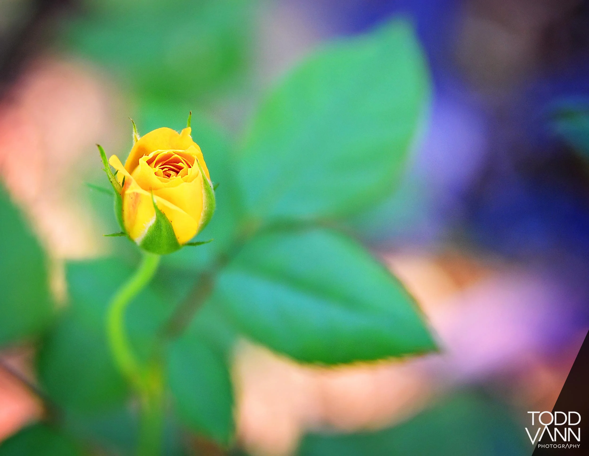 Charisma Rose - Austin, Texas