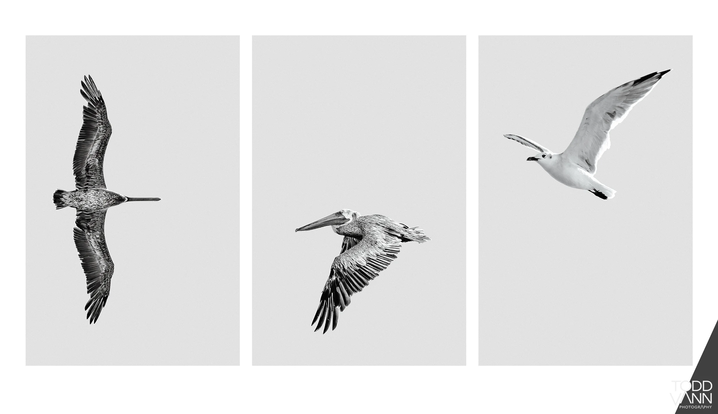 Birds In Flight - Galveston Island, Texas