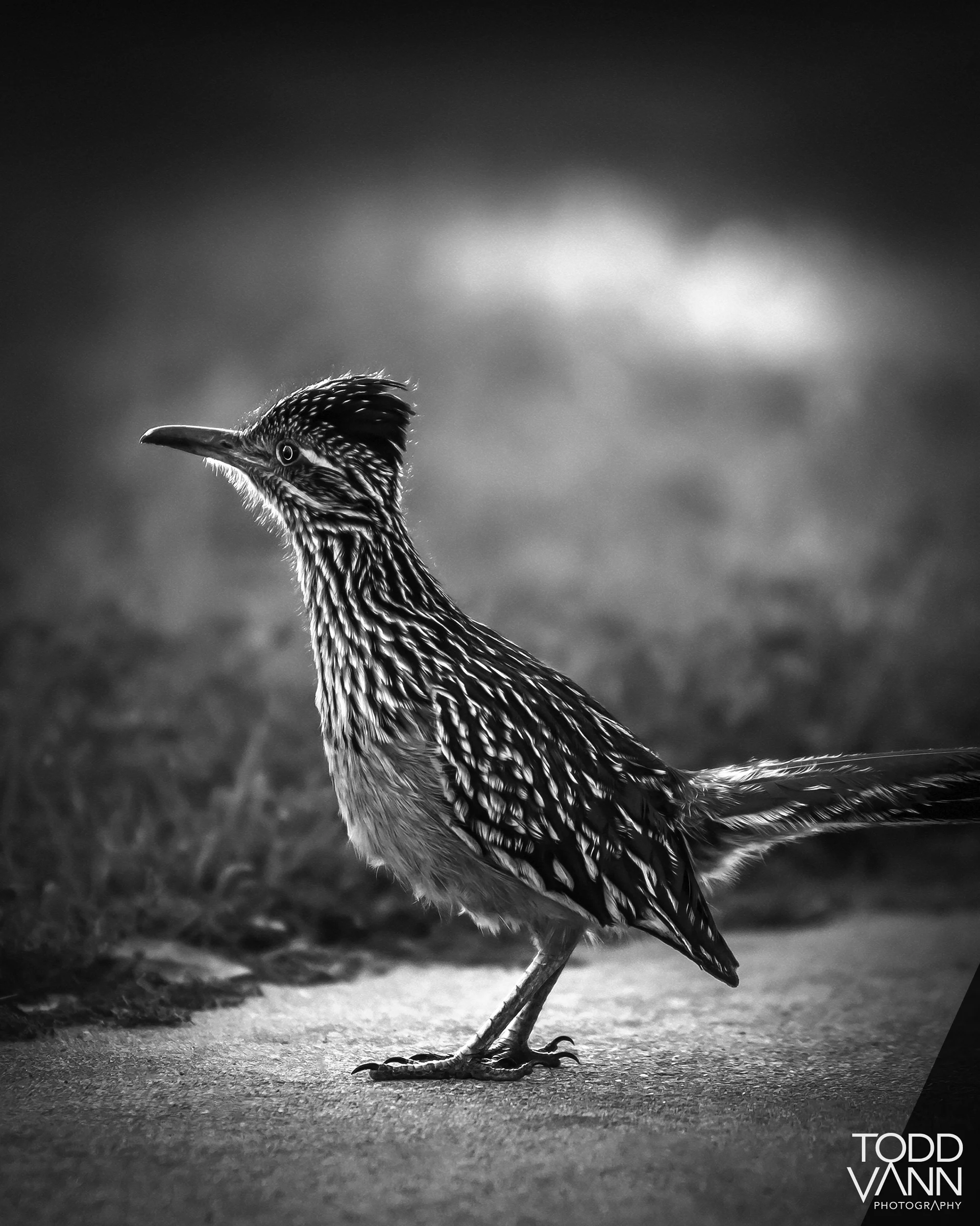 Greater Roadrunner - Inks Lake State Park - Burnet, Texas