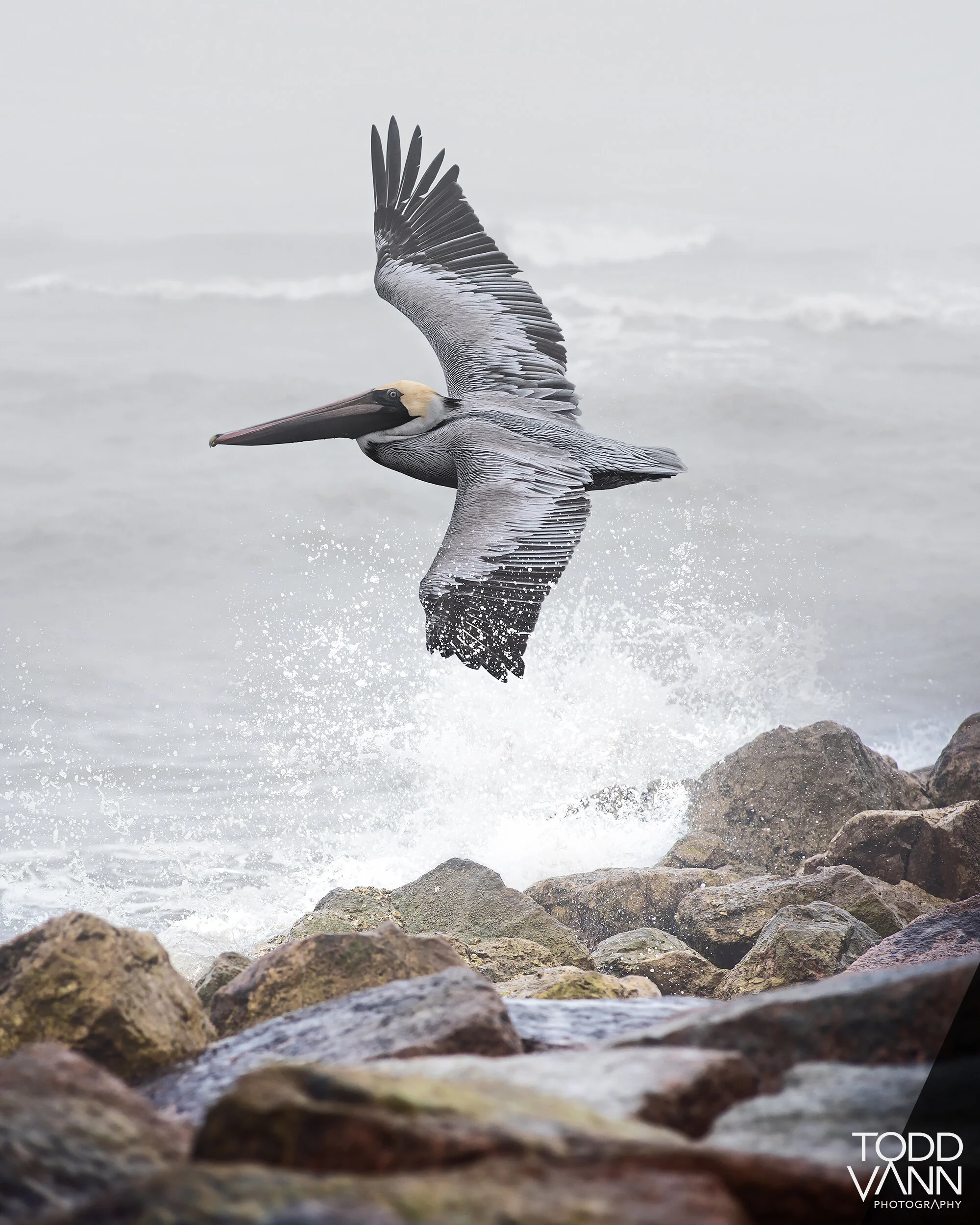 Pelican - Galveston, Texas
