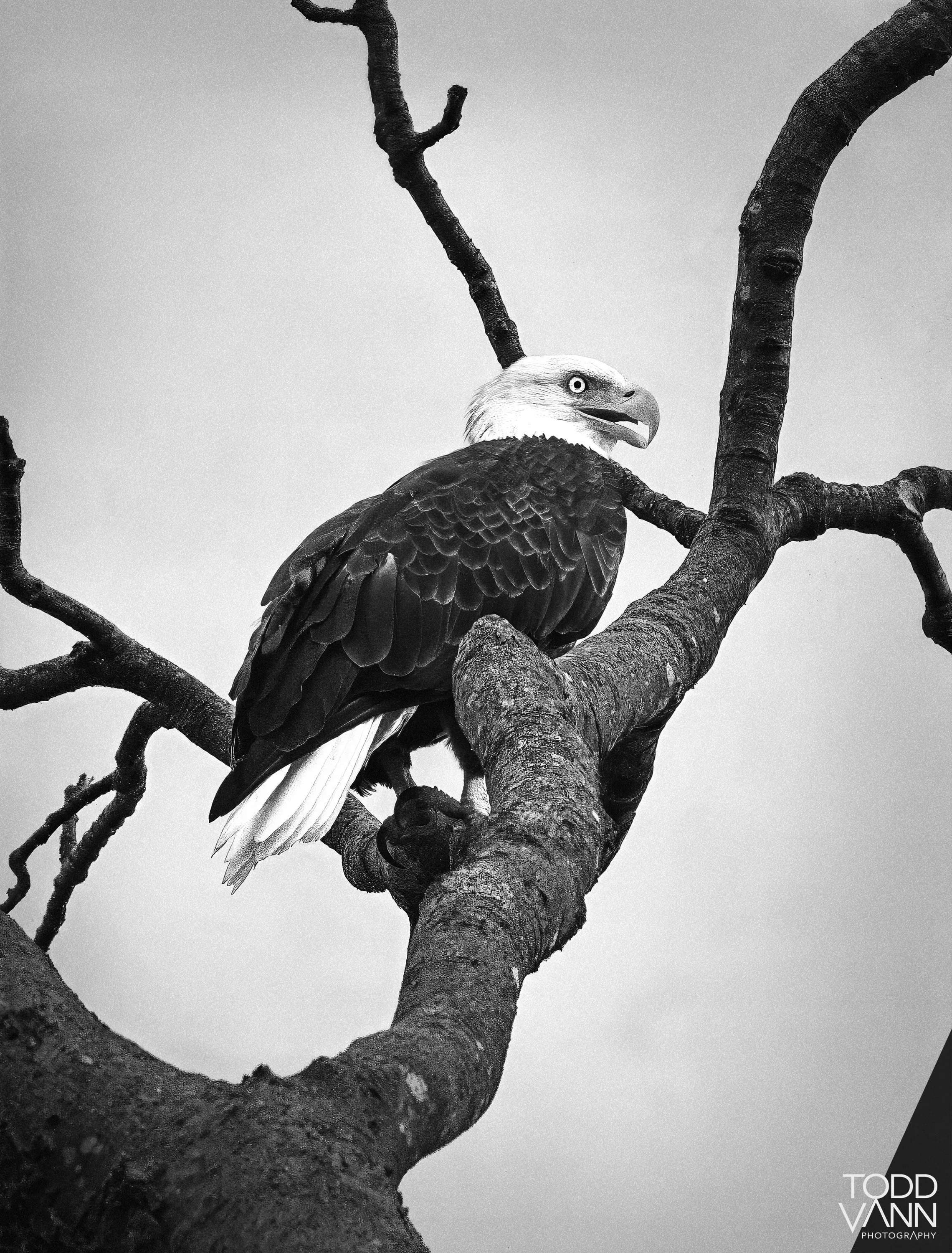 Bald Eagle - Perryville Community Park - Perryville, Maryland