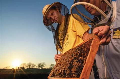 deepHeartBees2.jpg