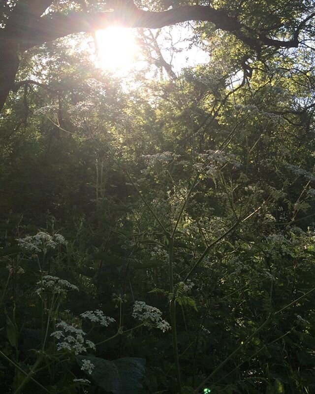 Intangible magical beauty of our countryside #countryside #devonlife #natureisbeautiful # namaste