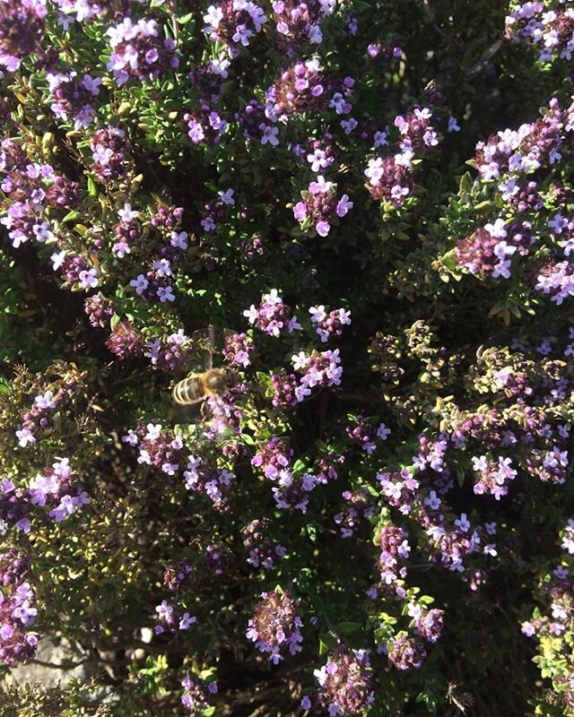 Thyme - thymus vulgaris is loving this dry hot weather. Attractive to bees and a great companion plant, thyme has many many uses beyond just any aromatic kitchen herb. Rich in analgesic anti inflammatory, antiviral and antibacterial properties it has