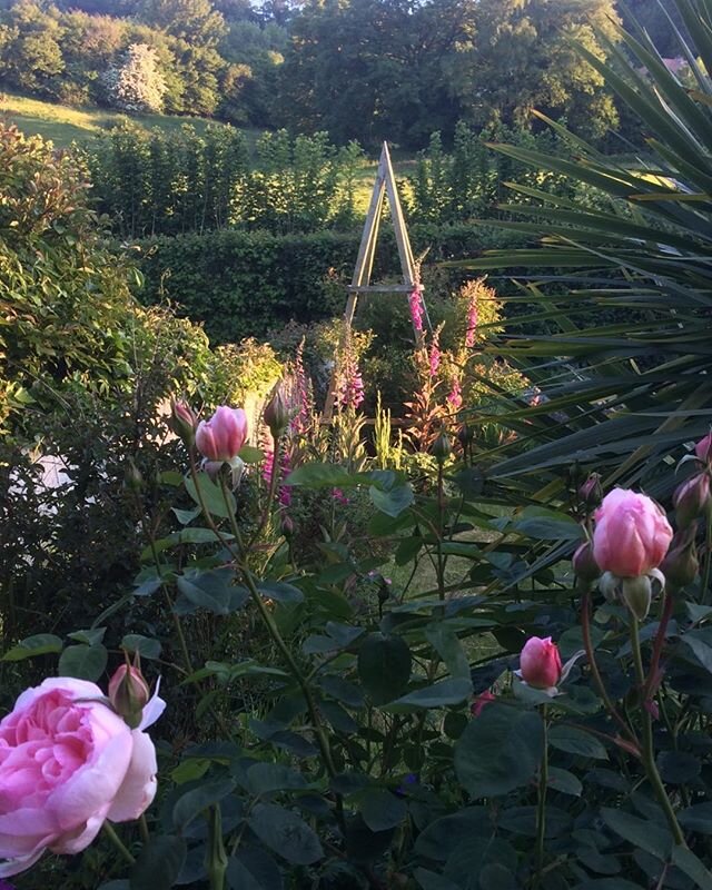 Myrrh roses and wild seeded foxgloves #Cottage #garden