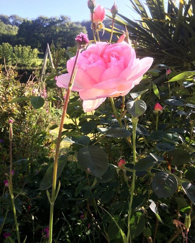 #rosegarden