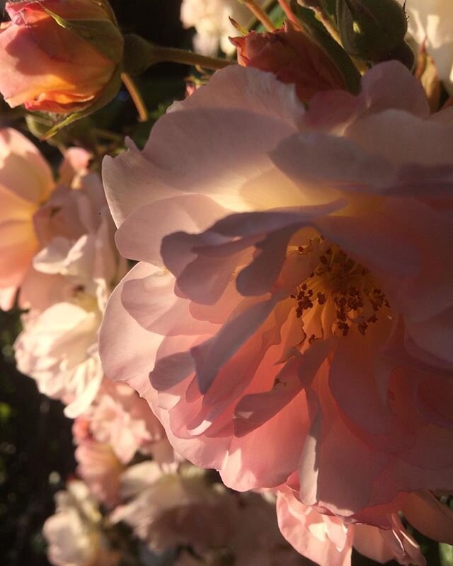 Blessed with an abundance of roses. #roses #rosefragrance #healingroseenergy #gardening #devon #countryliving #cottagegarden #sunset