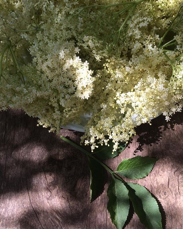 The kitchen is filled with the smell of magic - from freshly brewed Elderflower cordial. #elder #elderflowercordial #cottagekitchen #rusticliving #flowers #ogham #magicaltrees