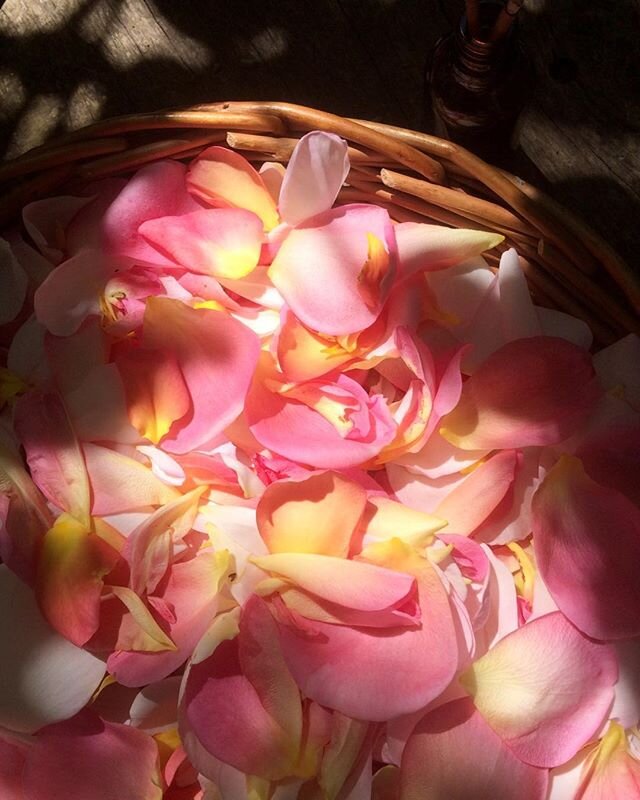 Today&rsquo;s fresh rose petal harvest and an incense offering. #roses #rosepetals #roseinfusions #roseperfume