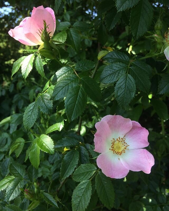 Eglantines (Rosa Rubiginosa) are blooming in the hedgerows. These sweet briars are so deliciously fragrant and seem happiest growing alongside the heady, flowering Elder - the air is a swirling mix of perfumes. In Autumn, these beauties turn into ros
