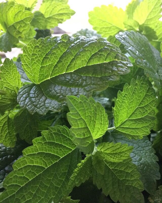 Lemon balm (Melissa officinalis ) is at its finest now, just before it goes to flower. It&rsquo;s zingy lime coloured leaves are rich with ethereal citral scent which I can only describe as a kind of olfactory white light. This aromatic apothecary&rs