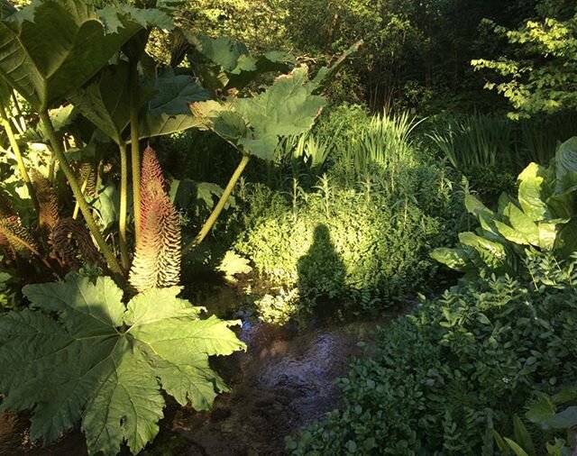 Gunnera manicata #devonlife #natureisbeautiful #meditationinnature #om