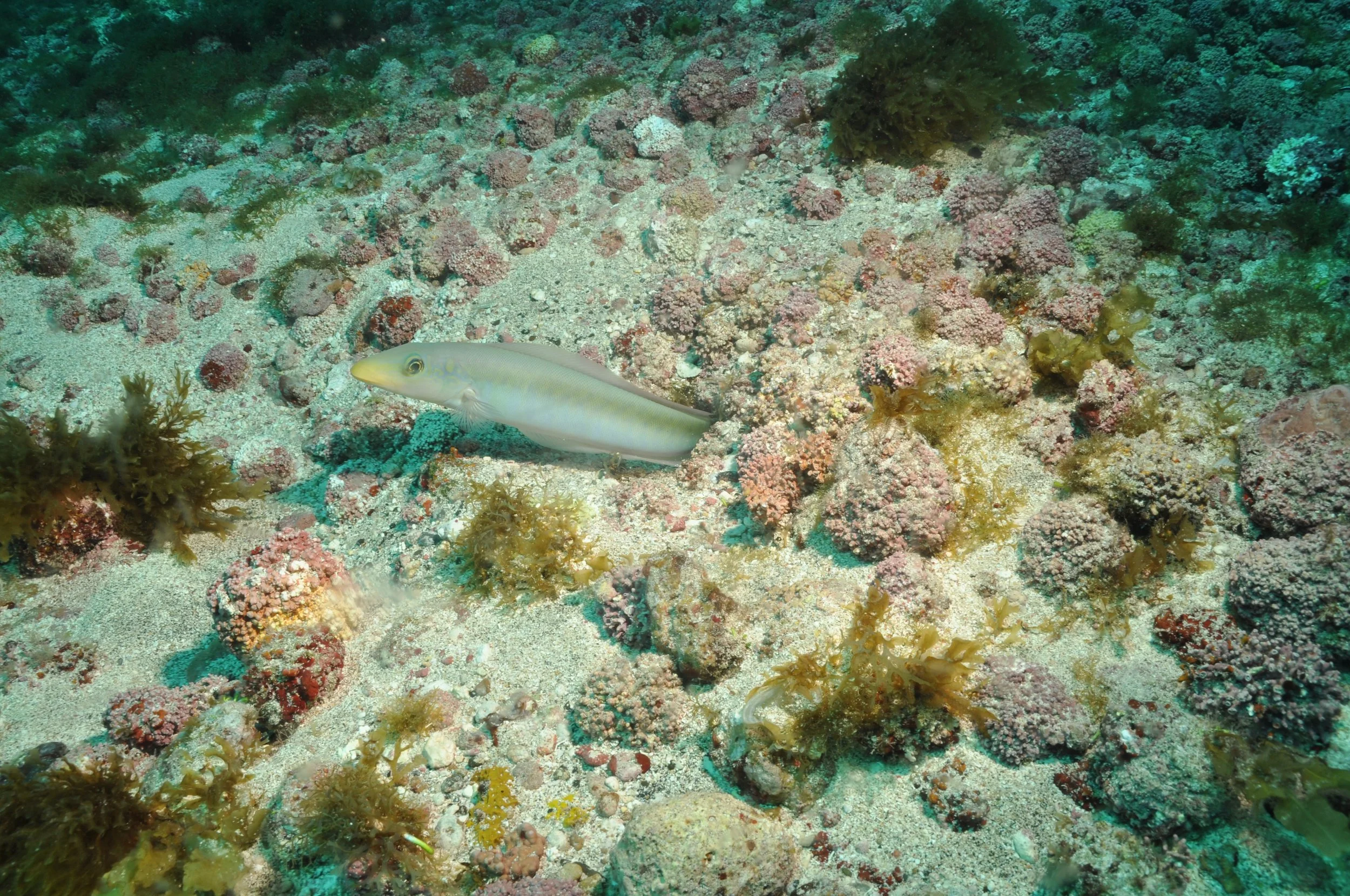 DSC_5248.JPG