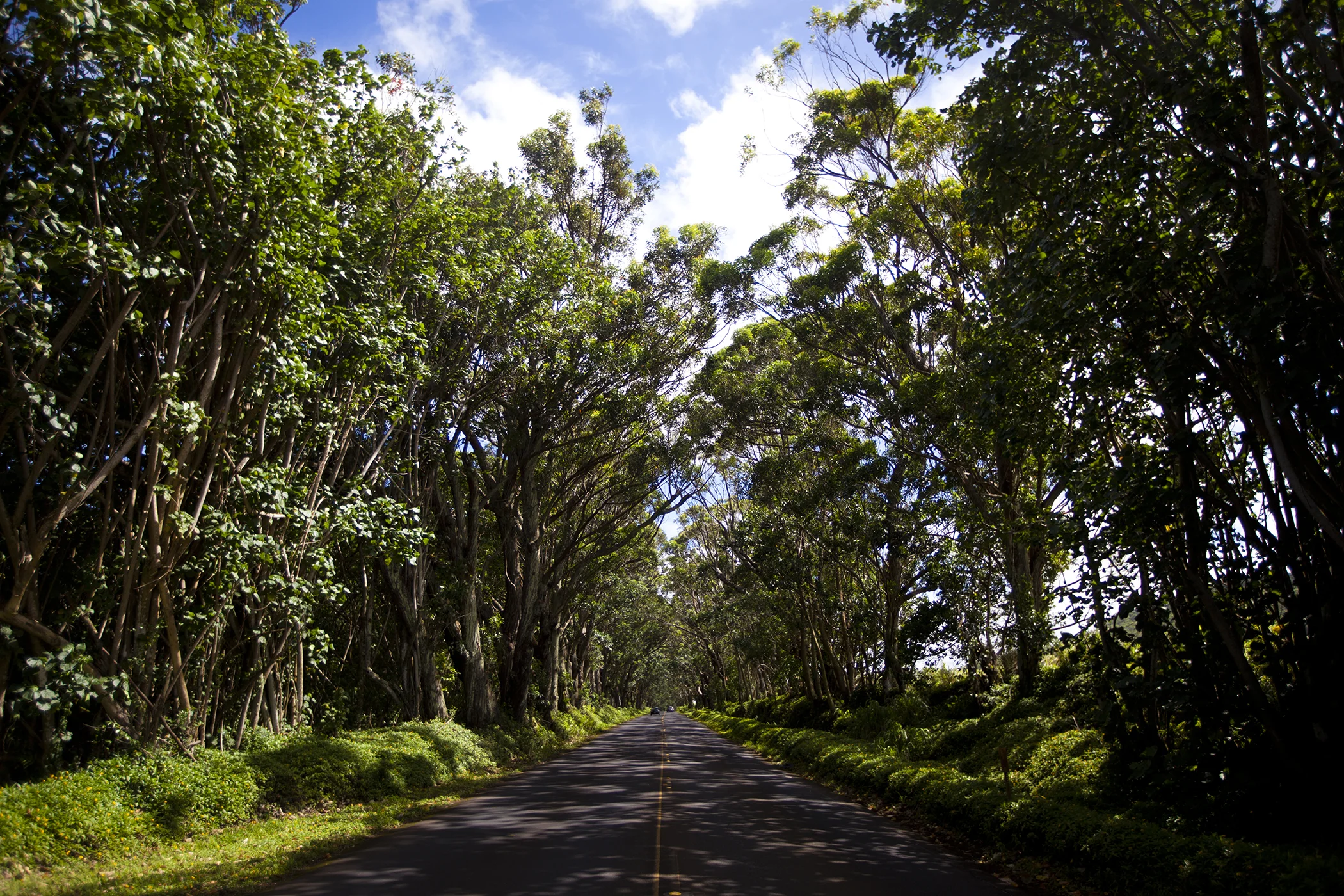 Hawaiian Highway