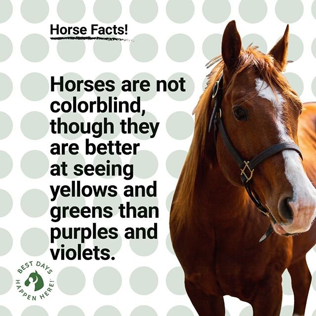 Horse facts! Horses are not colorblind, though they are better at seeing yellows and greens than purples and violets.