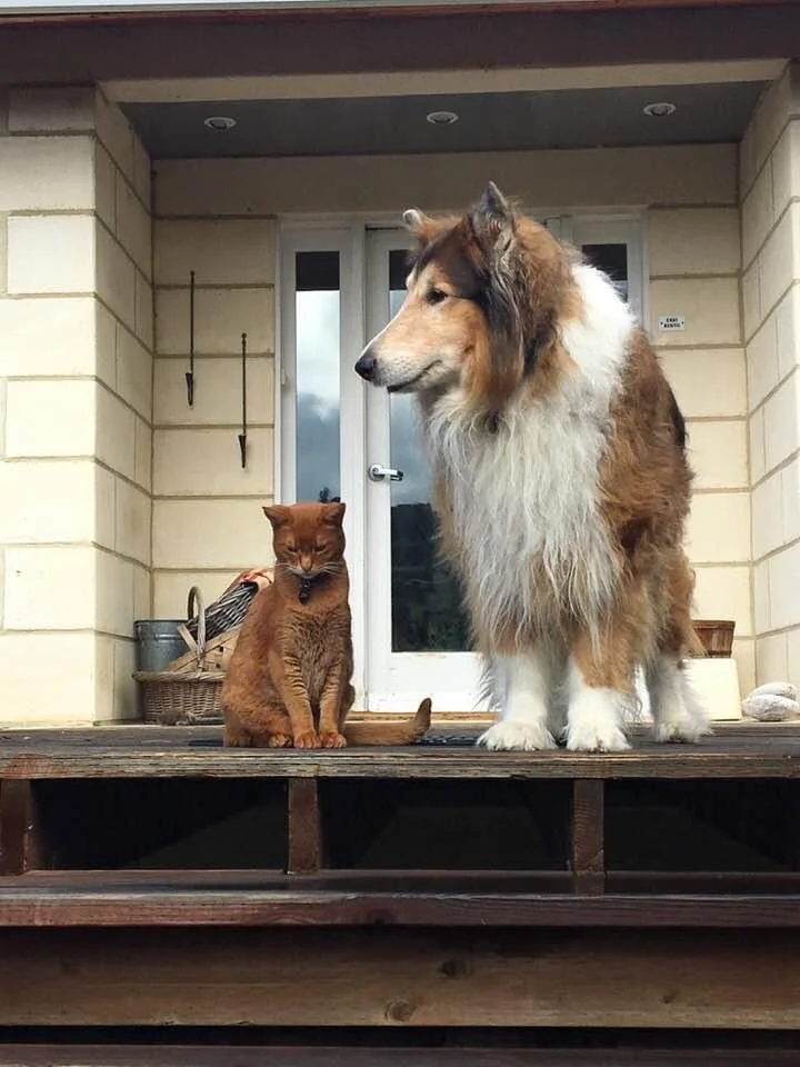 Goodbye Faithful Friend / Au Revoir, Caliph