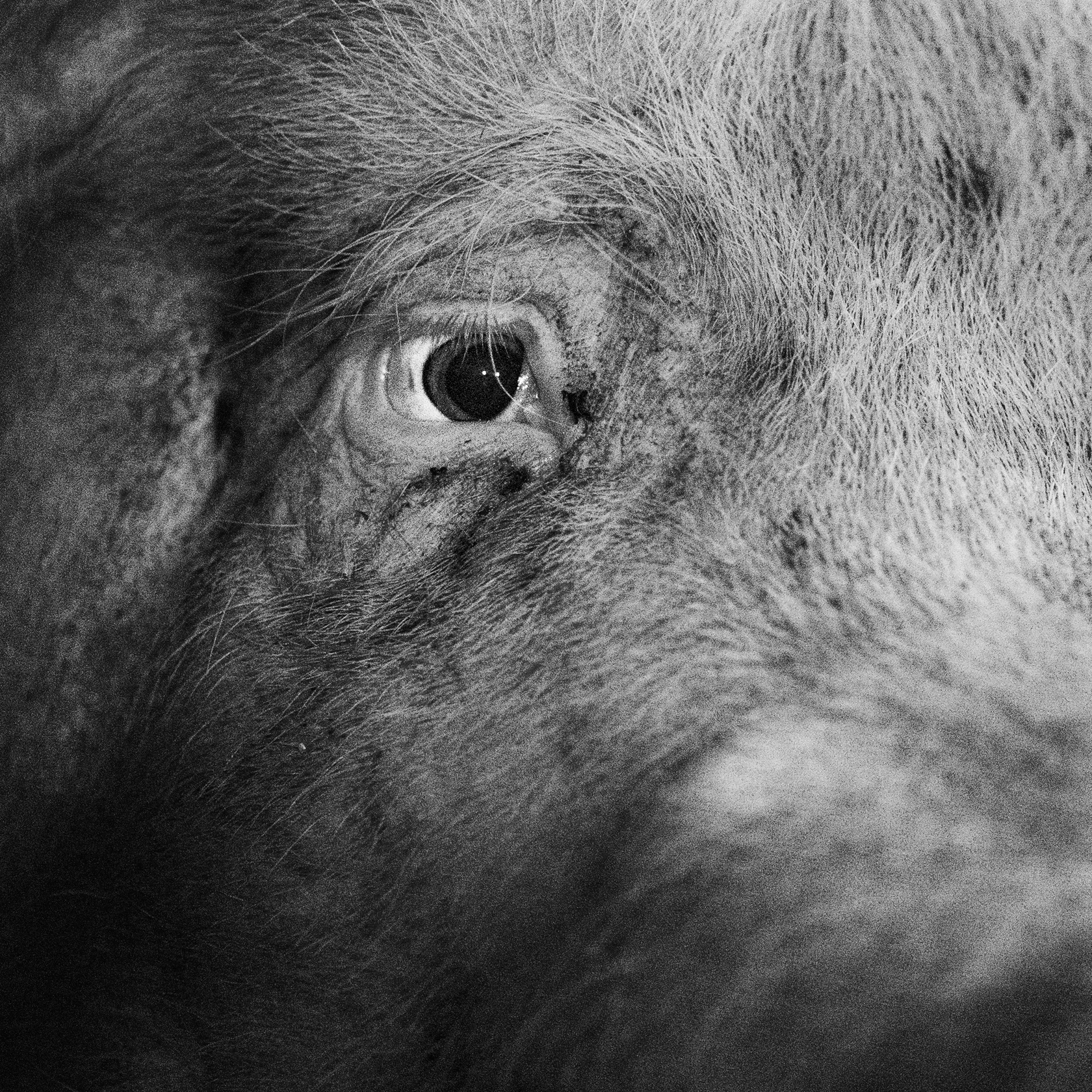 NR. 400 FÖDD: 24 maj 2015 ANTAL KULTINGAR: 11 KULTINGAR I SENASTE KULLEN: 4 Är en snäll sugga. Har skadat ena ögat, antagligen när en annan gris bökat.