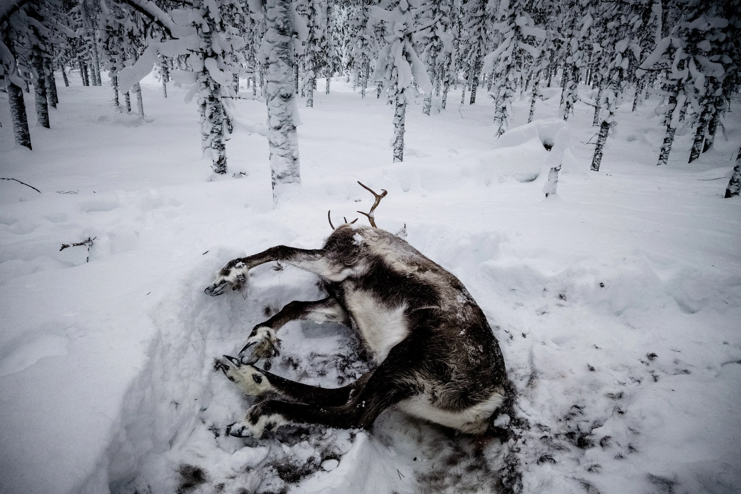 Januari 2018 Att renar dör är naturligt. Men det är extra tråkigt att hitta fullvuxna vajor som man skött i flera år. Honrenen som får kalv kallas vaja. Denna vaja dog av en bilpåkörning som inte ens inrapporterats till polisen. Ersättningar för renpåkörningar täcker inte slaktvärdet på renen. Än mindre dess avelsvärde. Dessutom gör det allt osäkrare klimatet att jag aldrig kan förutsätta någonting. Jag kan inte planera hur många renar som kommer att kunna slaktas eller hur mycket pengar jag ska lägga undan för utfodring.