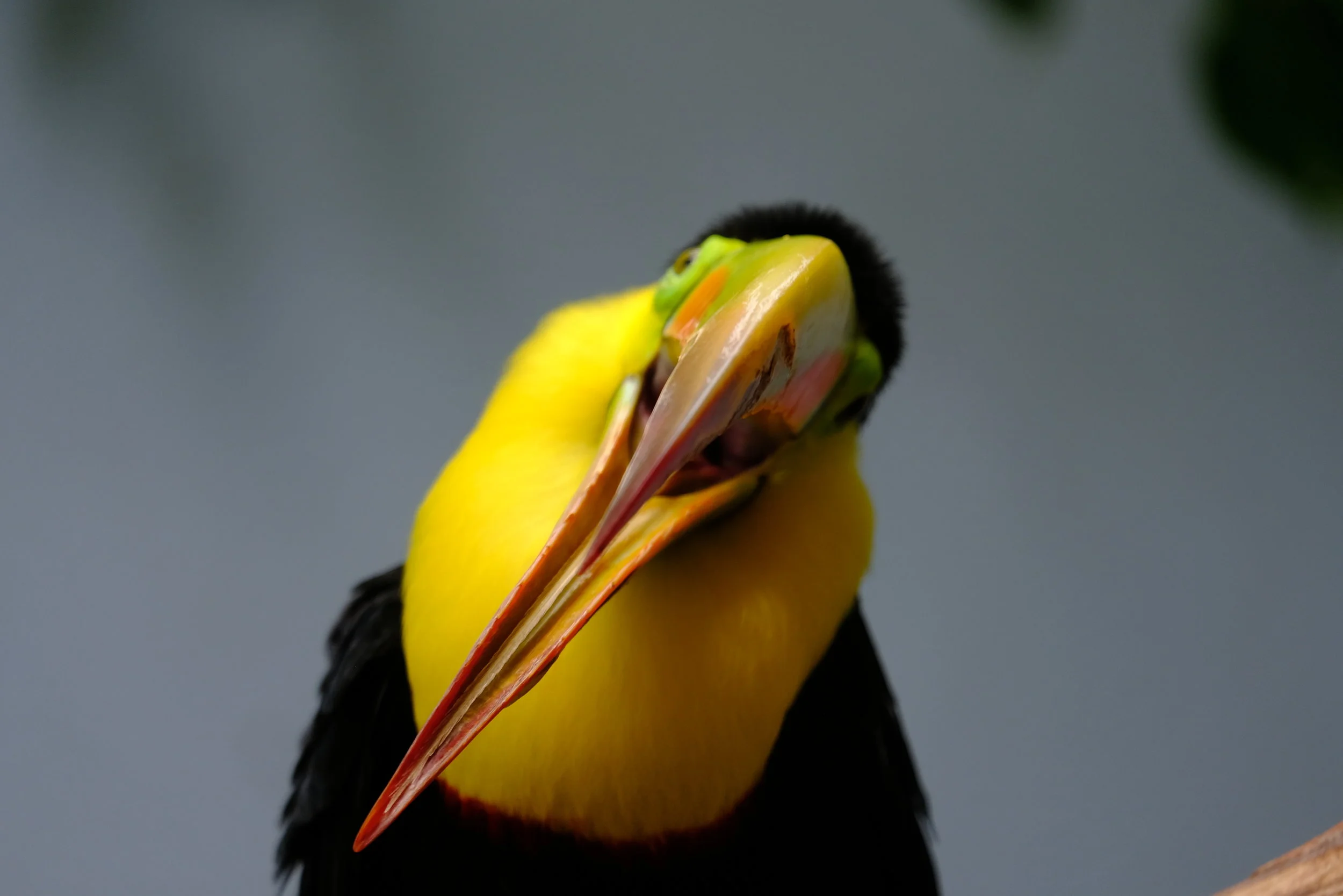 Toucan