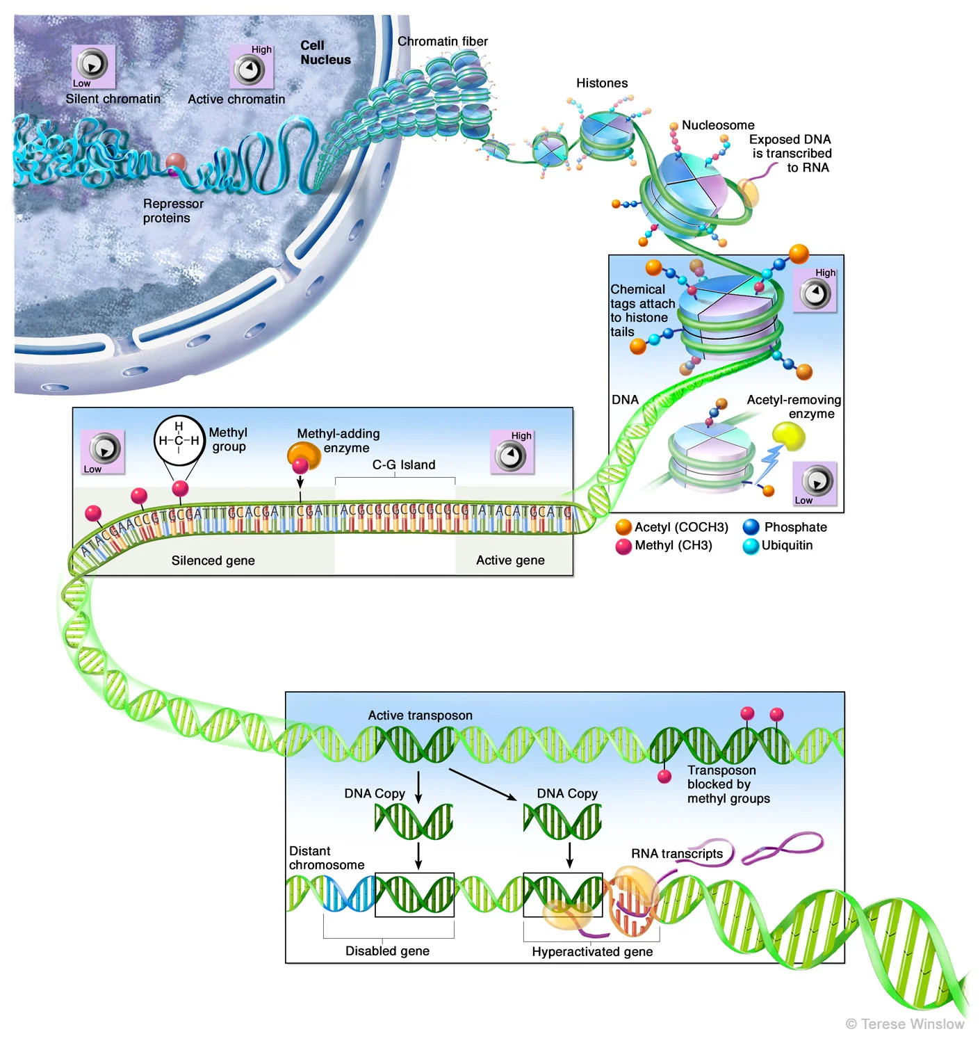 Epigenetic "Volume Controls" for Genes