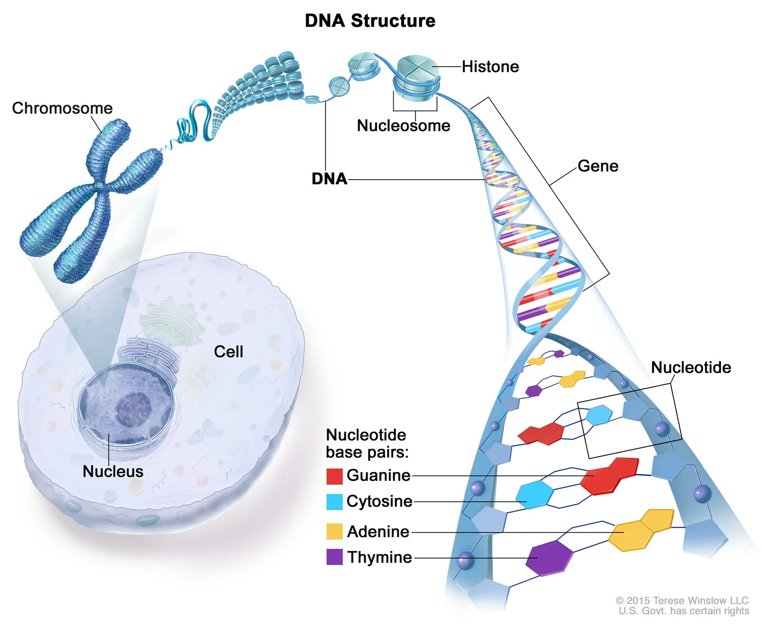 DNA Structure