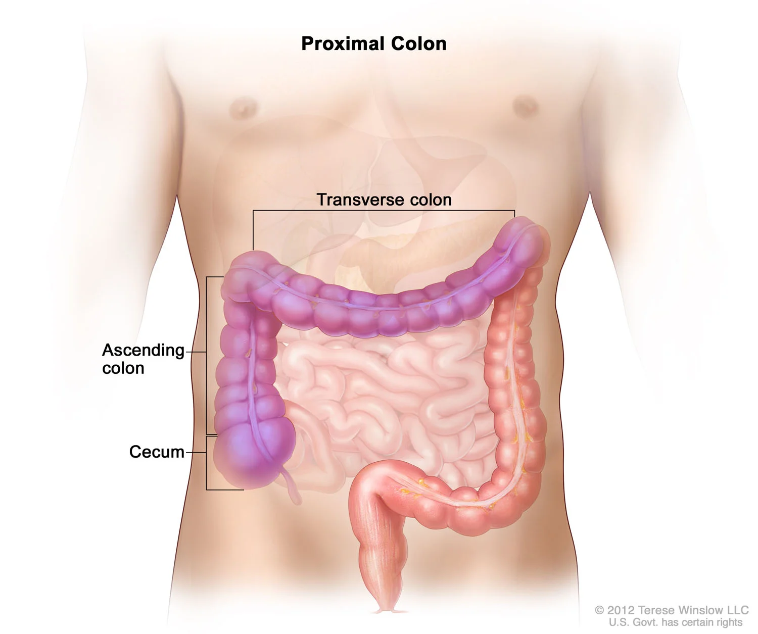 Proximal Colon