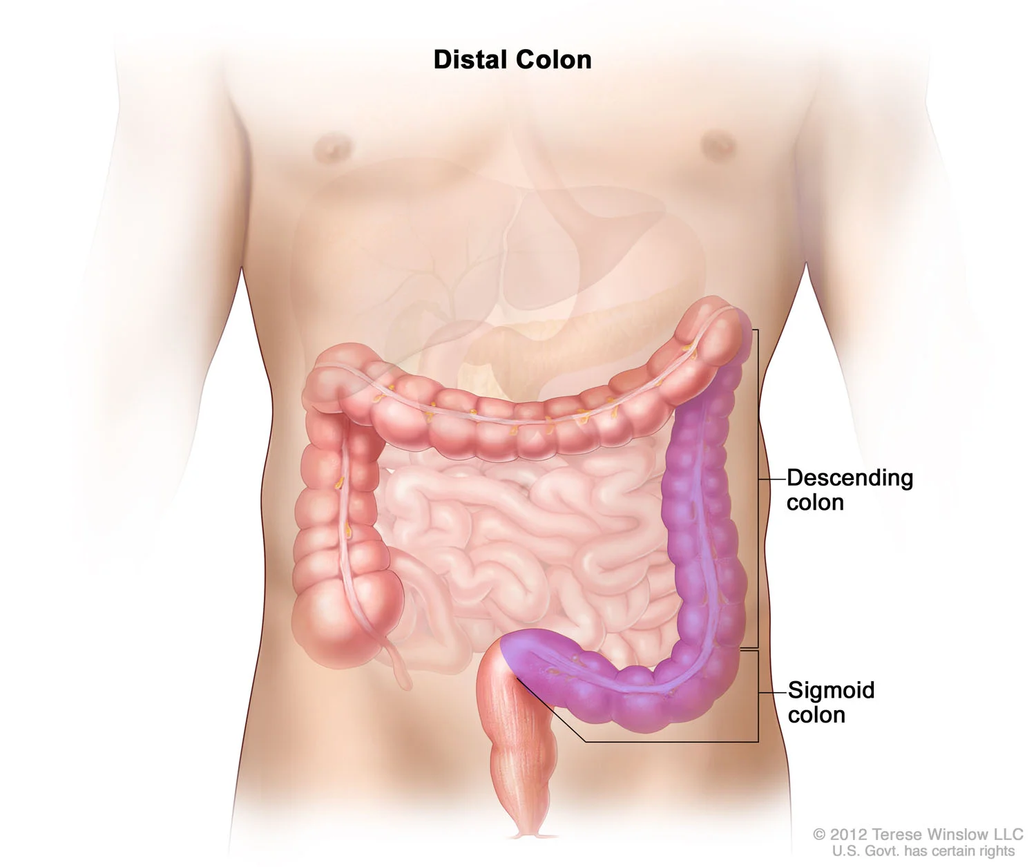 Distal Colon