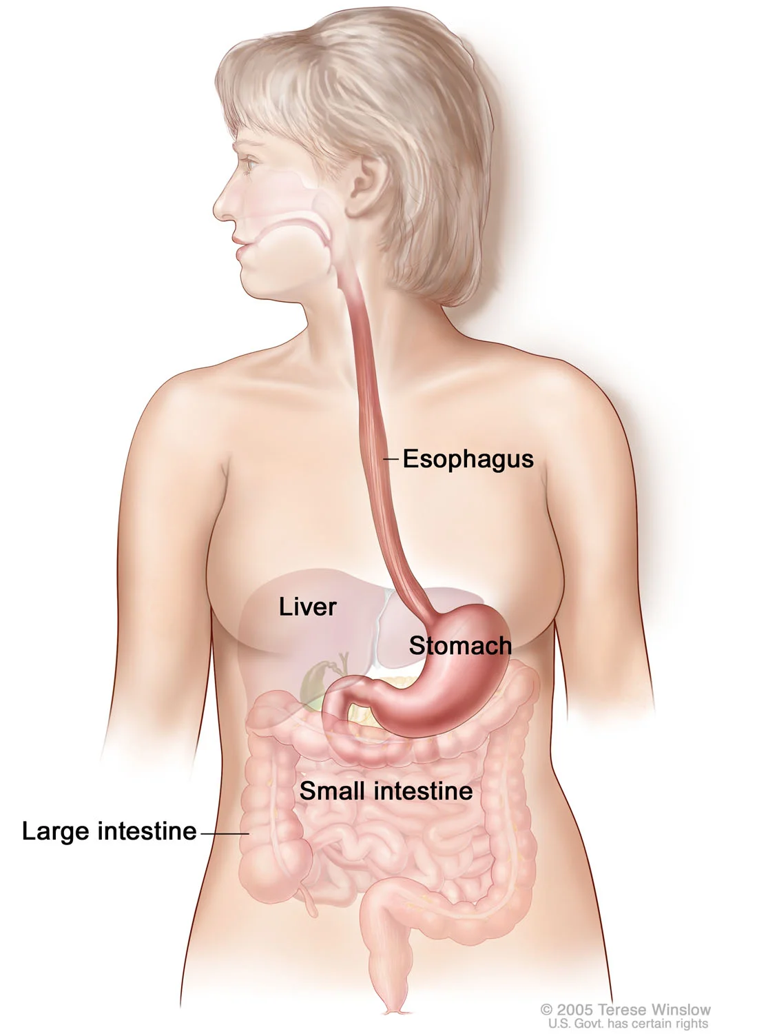 Upper Gastrointestinal Anatomy