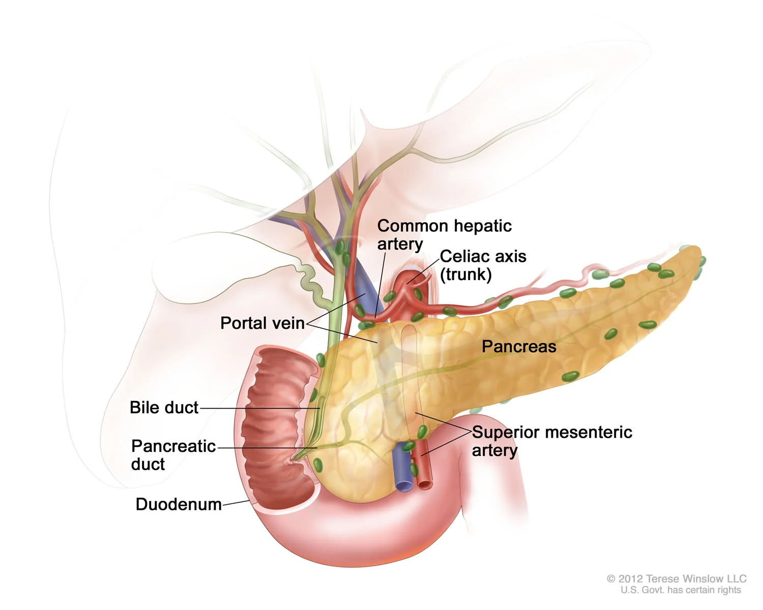 Pancreas Anatomy
