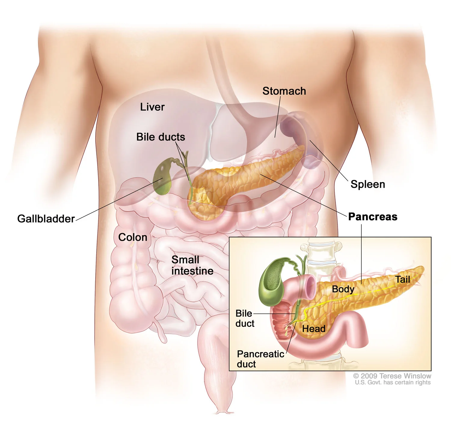 Pancreas Anatomy