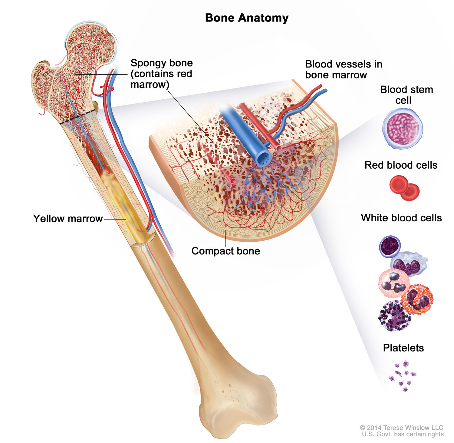 Bone Anatomy