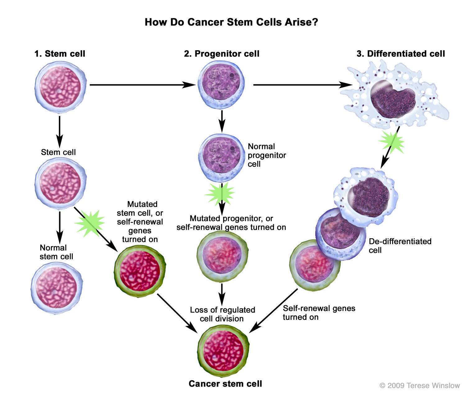 How Do Cancer Stem Cells Arise
