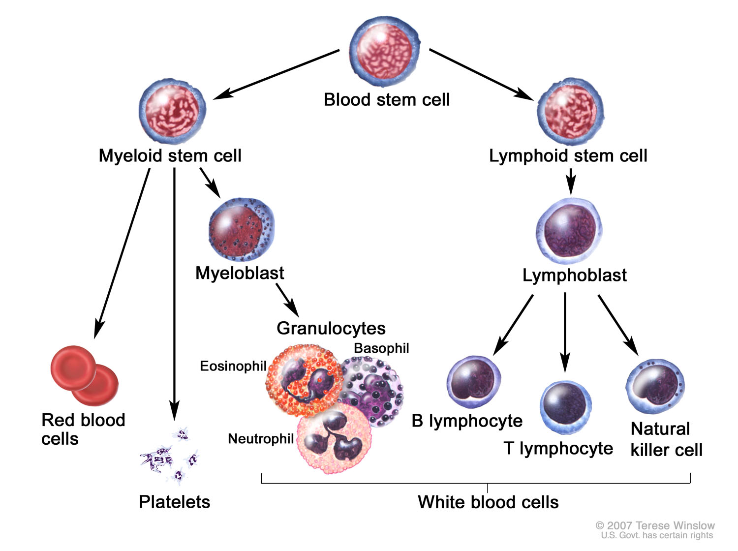 Hematopoietic Tree, Expanded Lymphoid Line