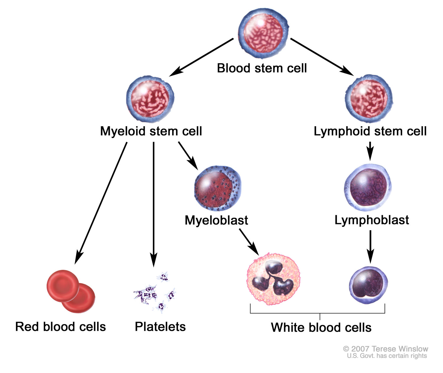 Hematopoietic Tree, Basic