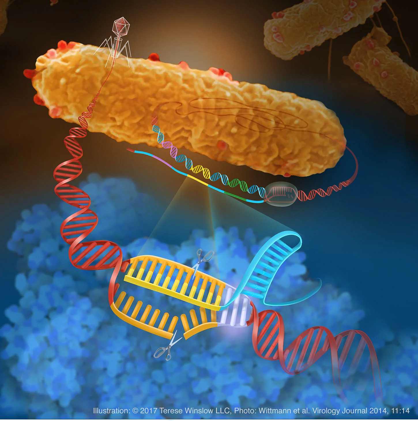 CRISPR-Cas9 Gene Editing in Bacteria