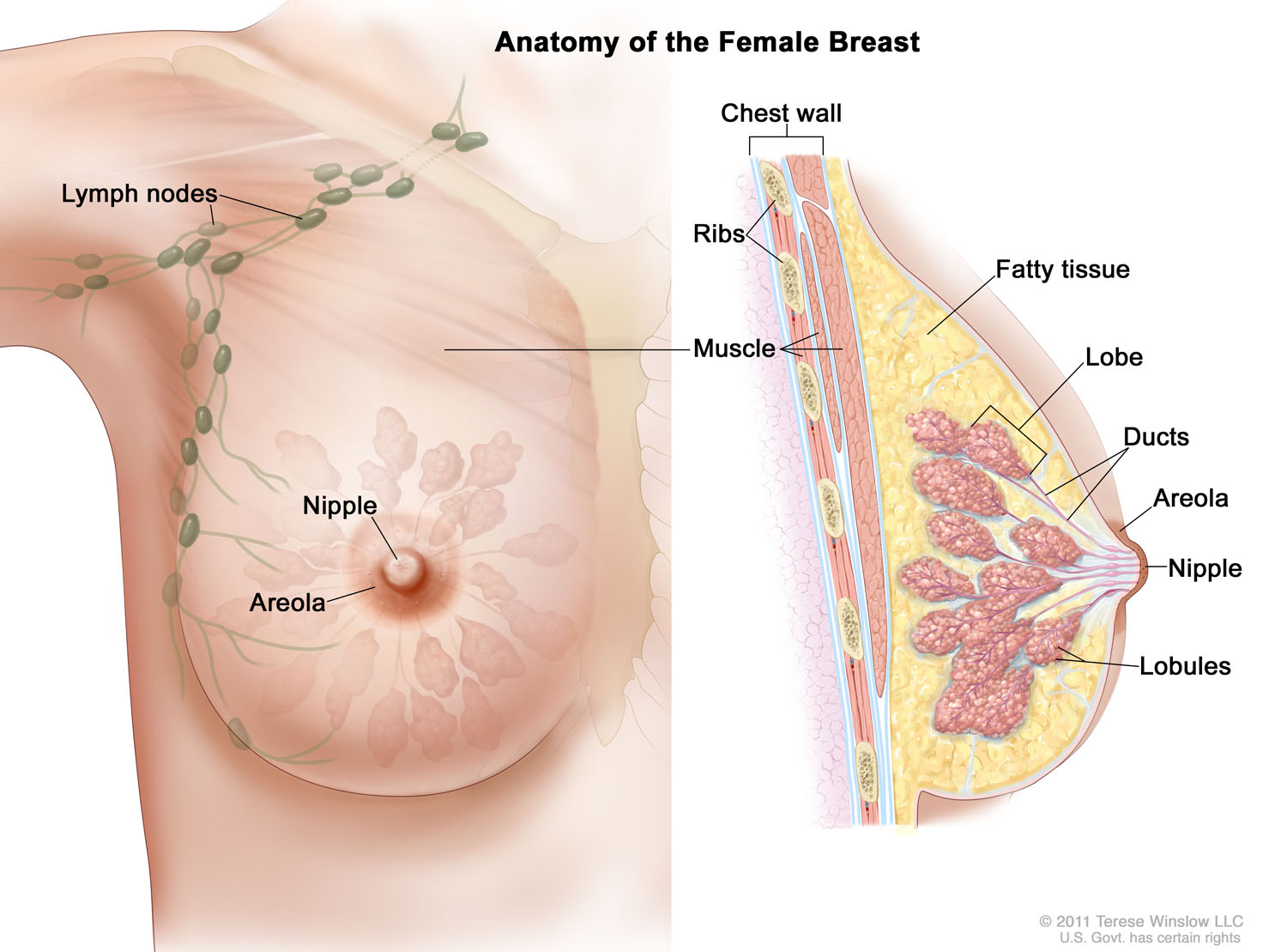 Female Breast Anatomy 2011