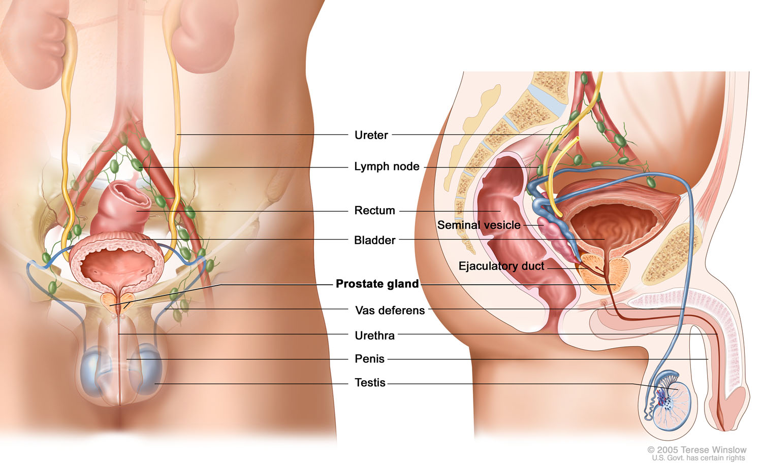 Male Genitourinary Anatomy