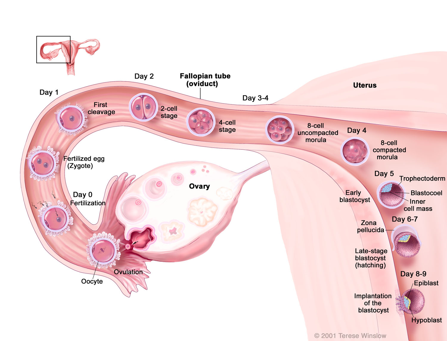 Development of the Human Preimplantation Blastocyst