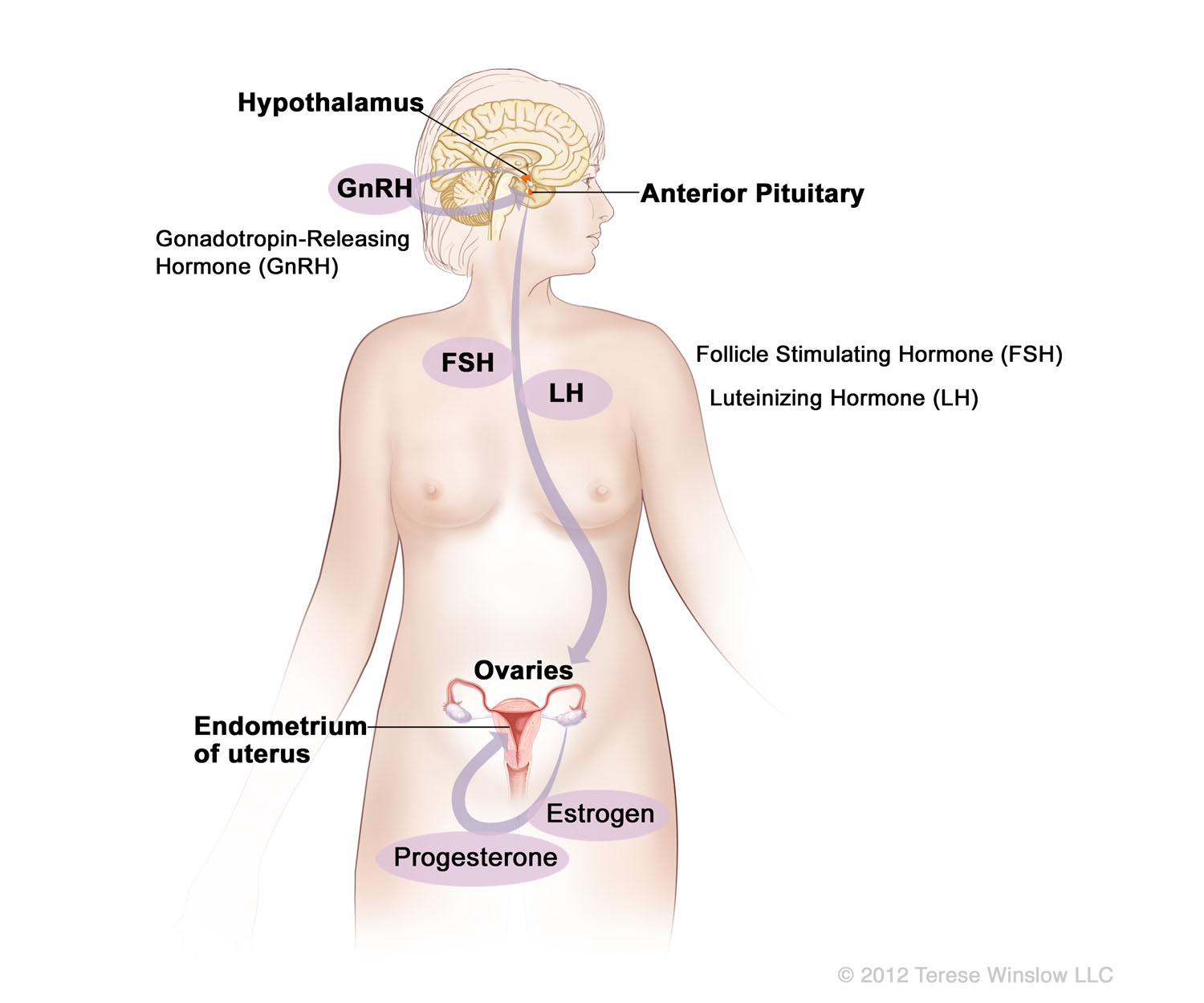 hormones-female.jpg