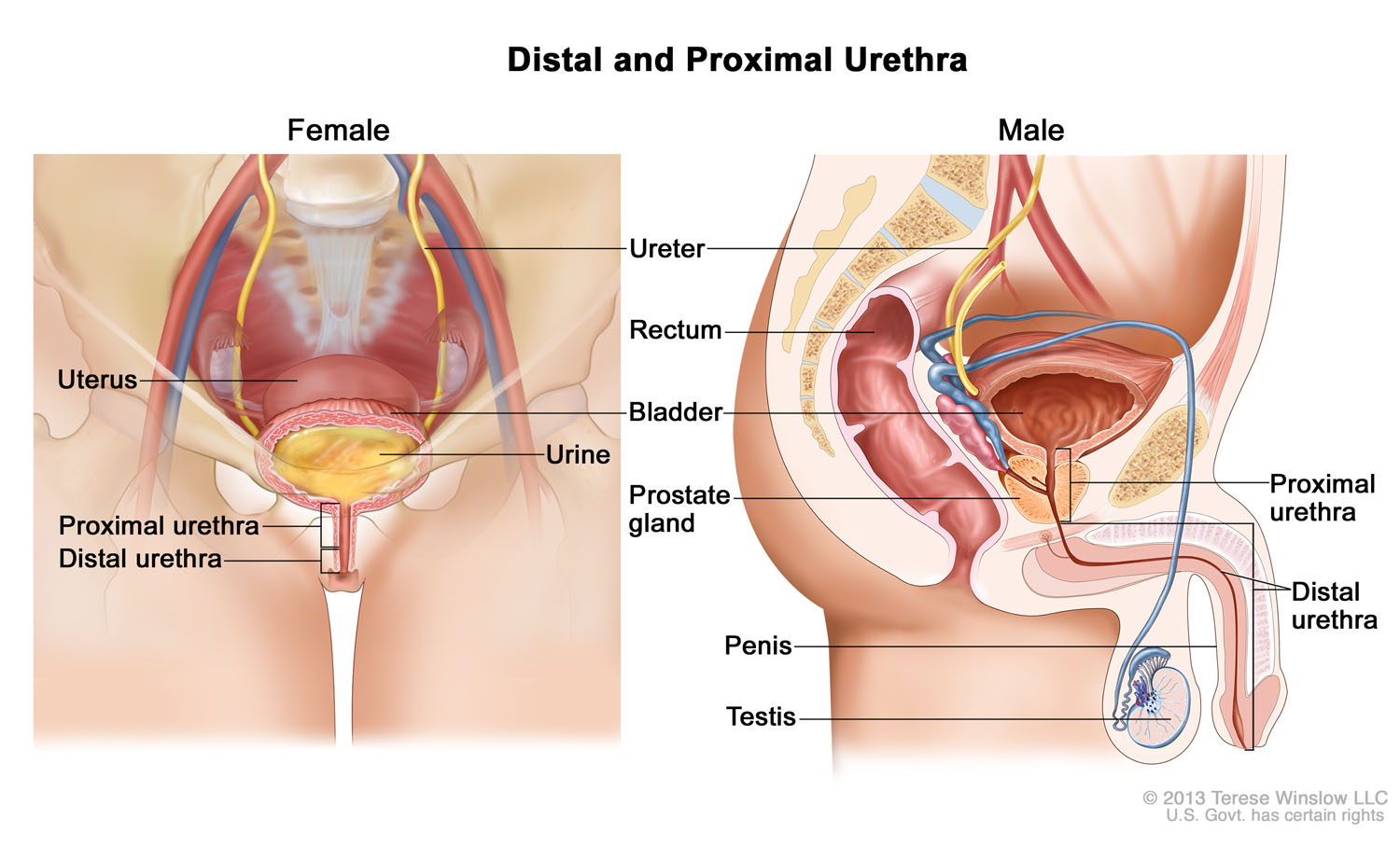 Distal and Proximal Urethra
