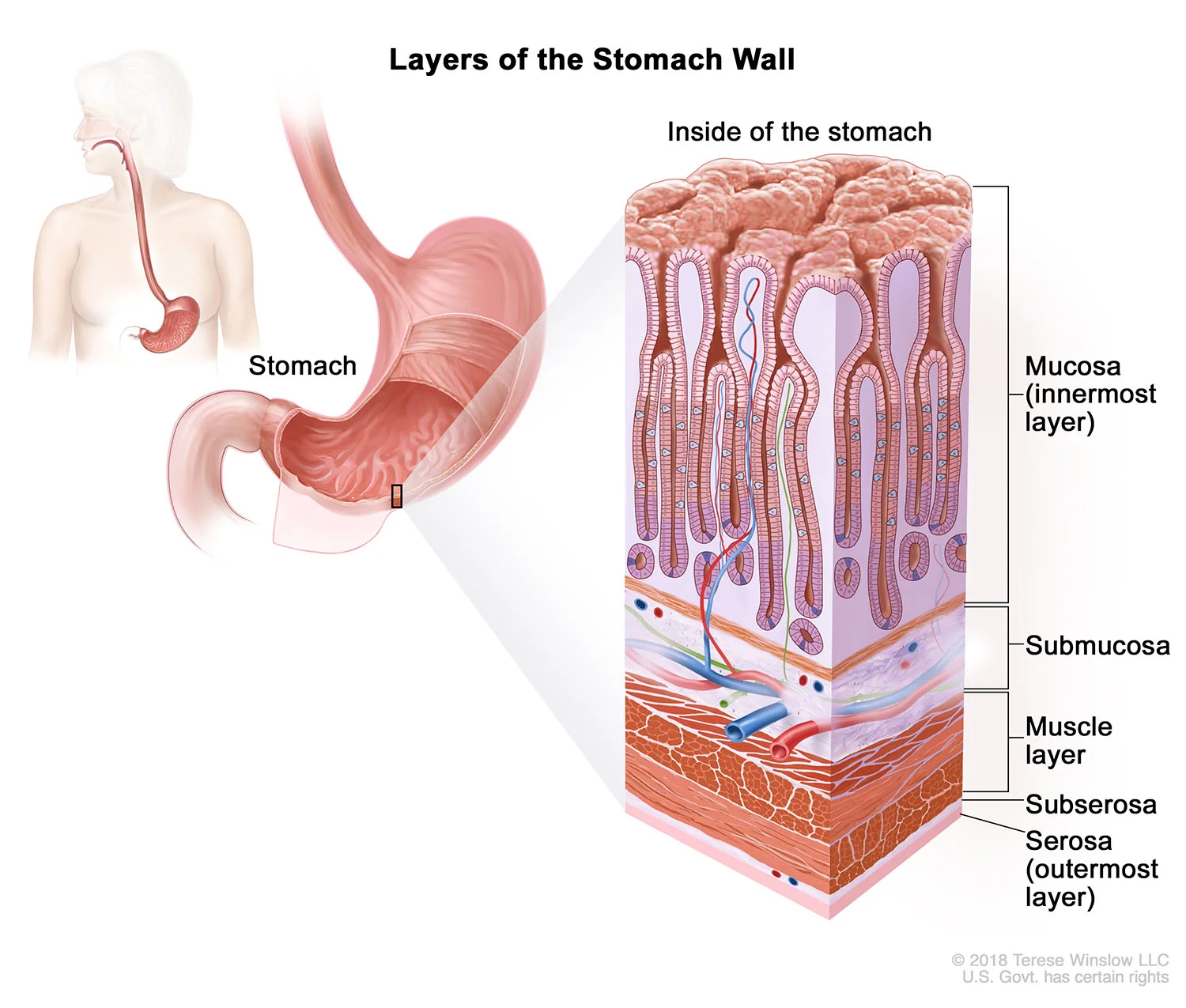 Layers of the Stomach Wall