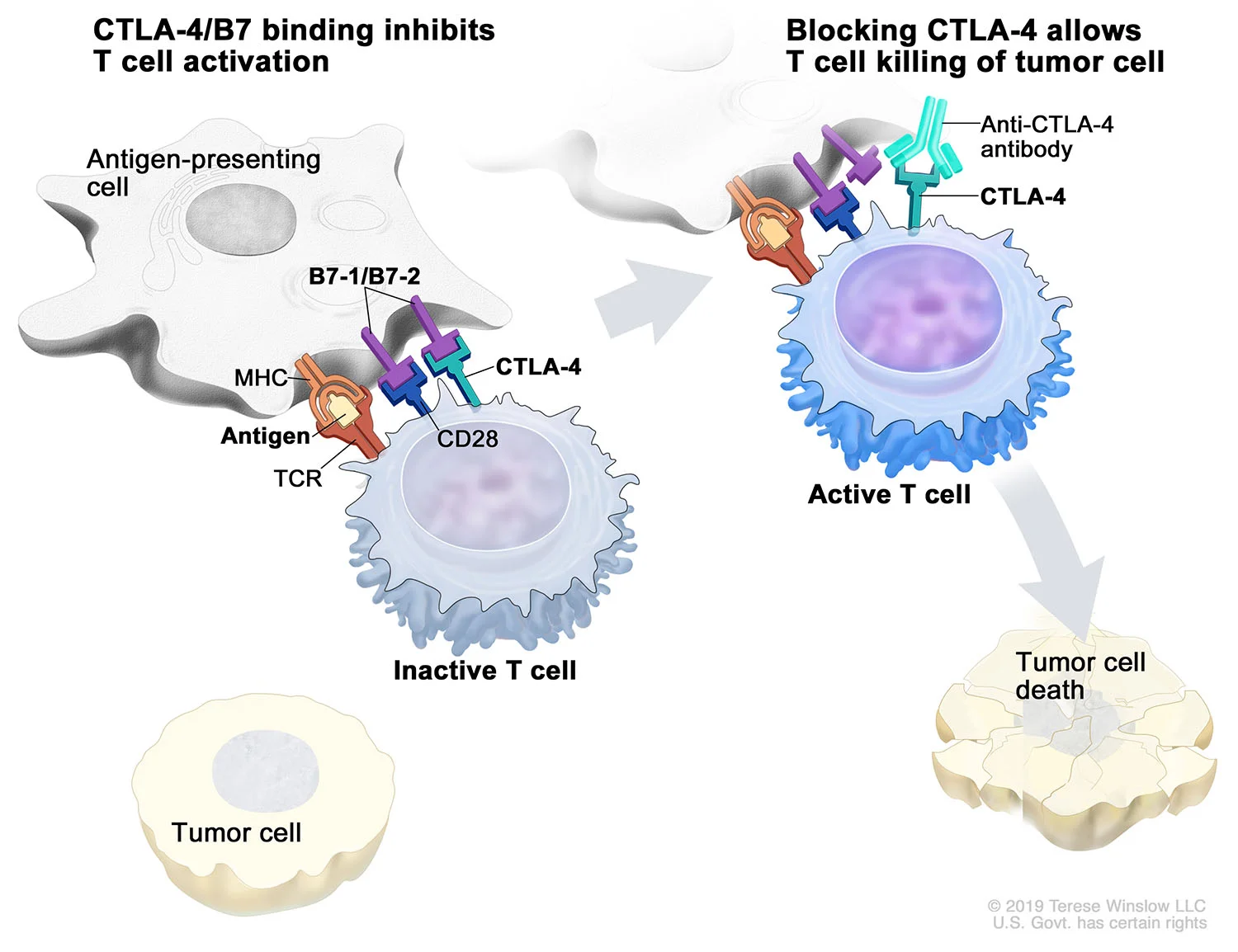 Immune Checkpoint CTLA-4