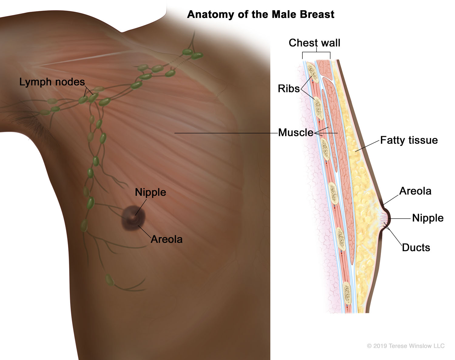 Anatomy of the Male Breast (Brown Skin)