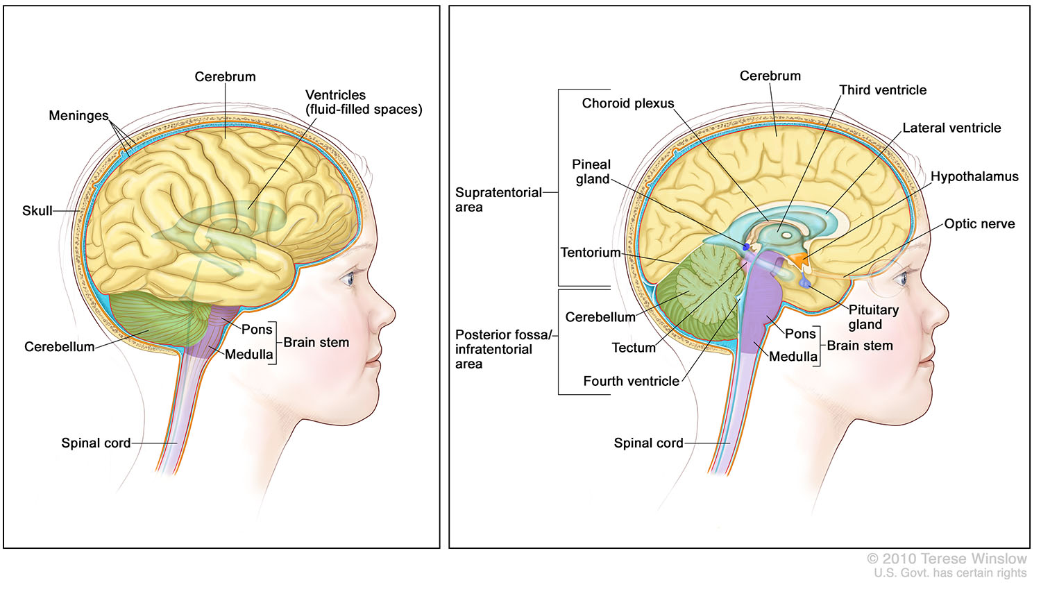 Brain, Lateral and Medial, Child, Anatomy  2010 