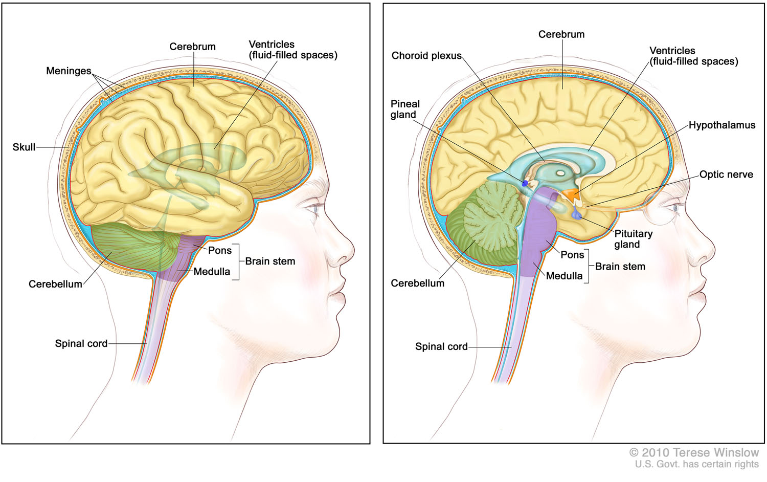 Brain, Lateral and Medial, Adult, Anatomy  2010 