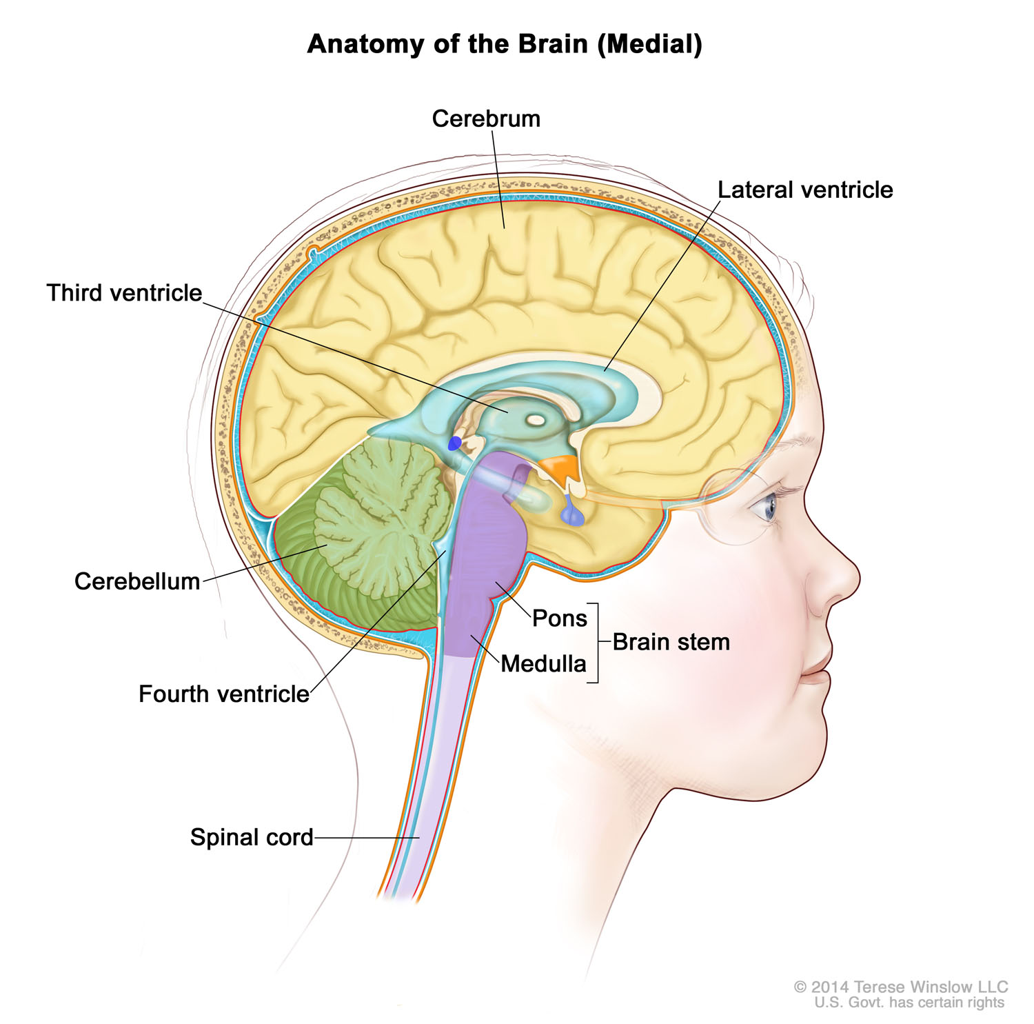 Anatomy of the Brain (Medial, Child) - Ependymoma