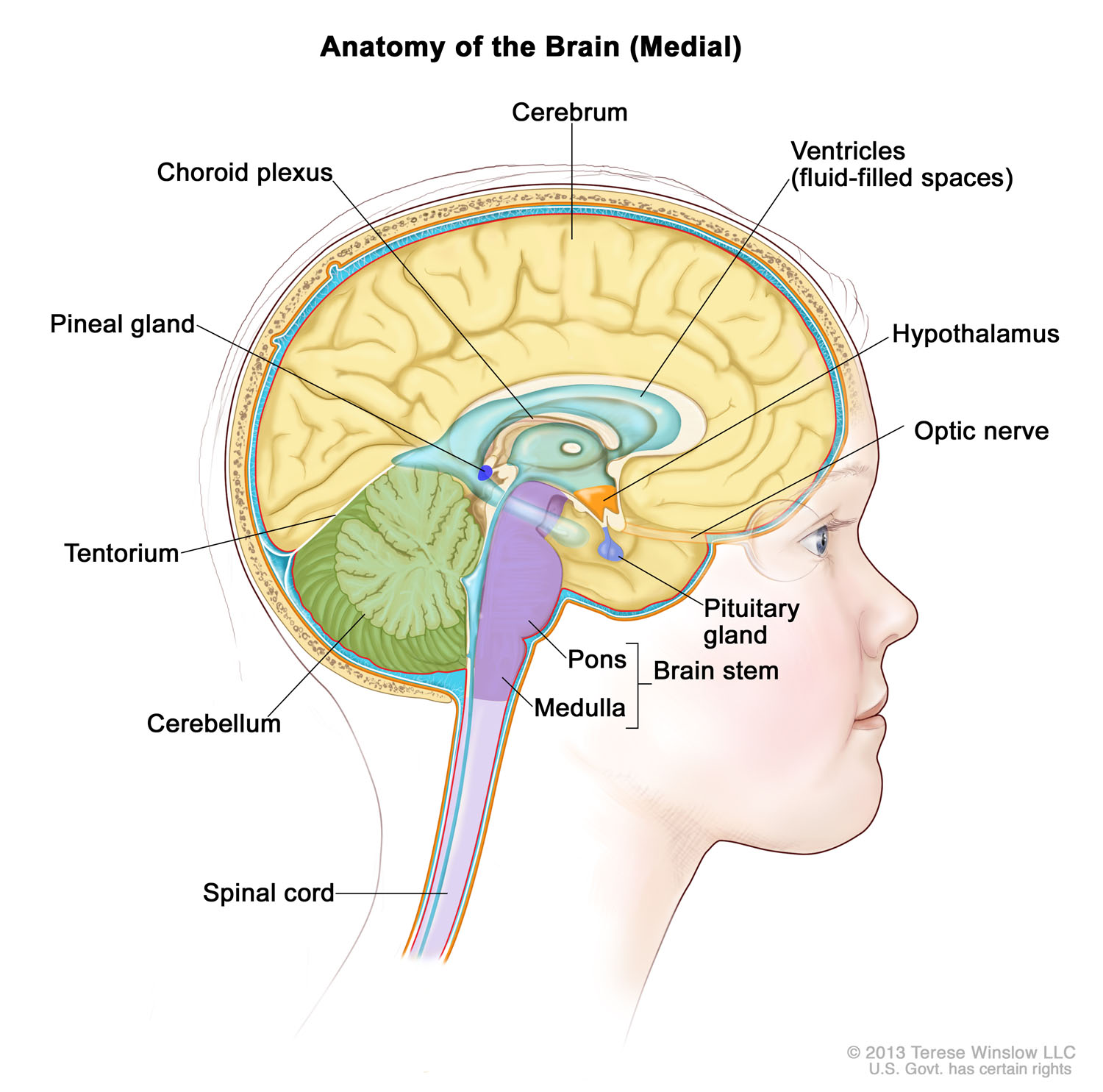 Anatomy of the Brain (Medial, Child)