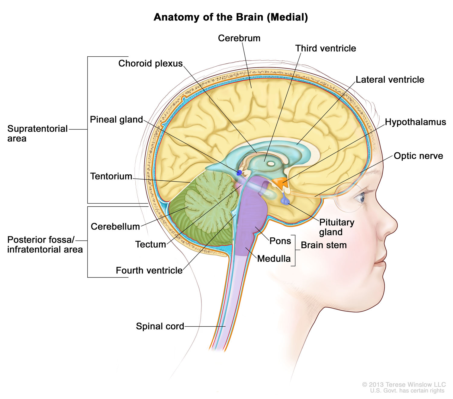 Anatomy of the Brain (Medial, Child) - HP