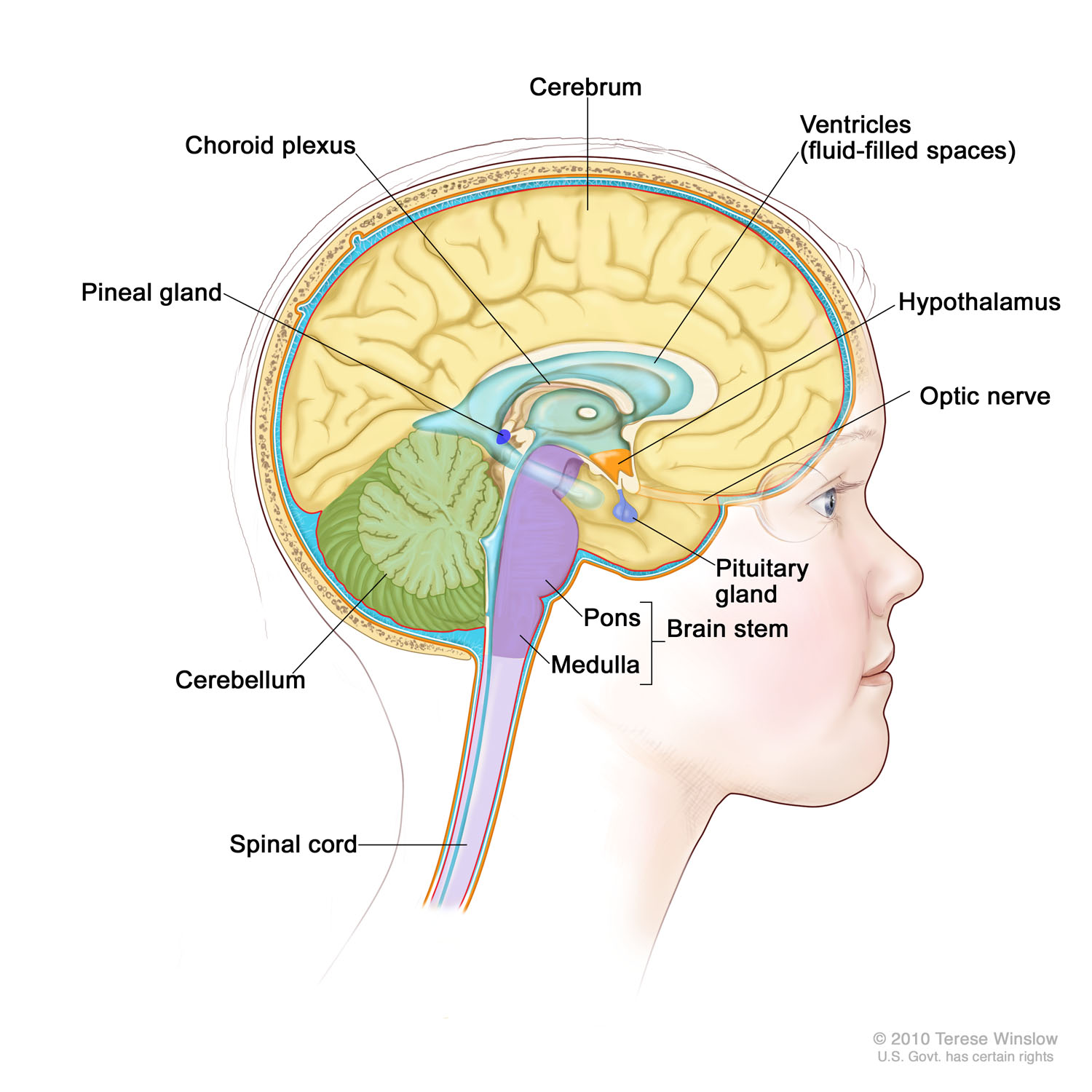 Anatomy of the Brain (Medial, Child)